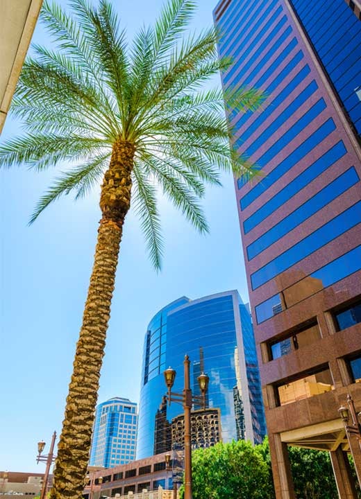 Image of Phoenix skyscraper and palm tree cityscape.